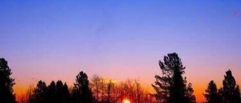 A sunset with silhouettes of trees against a clear sky.