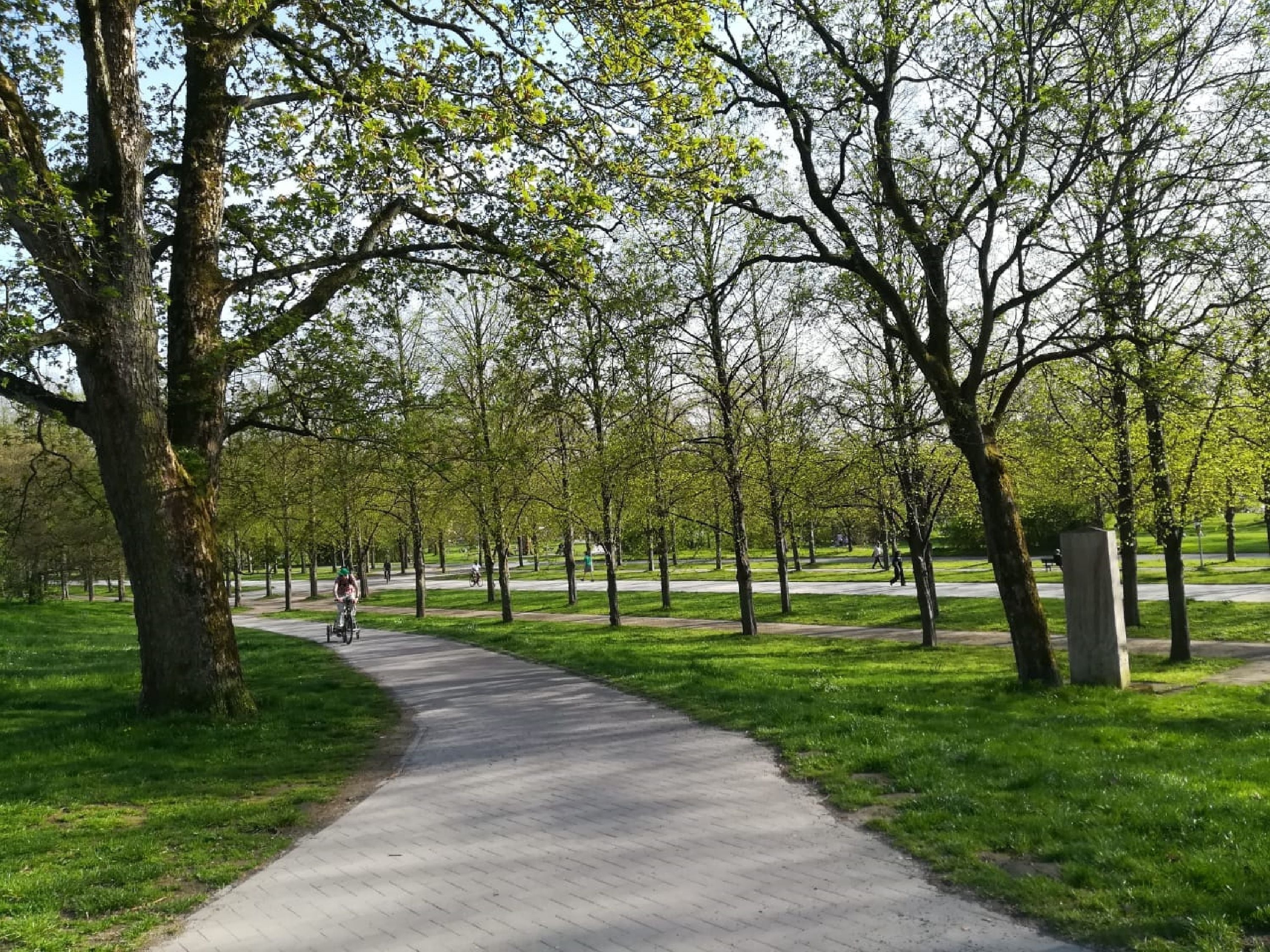 A paved pathway in a park with trees and grass.