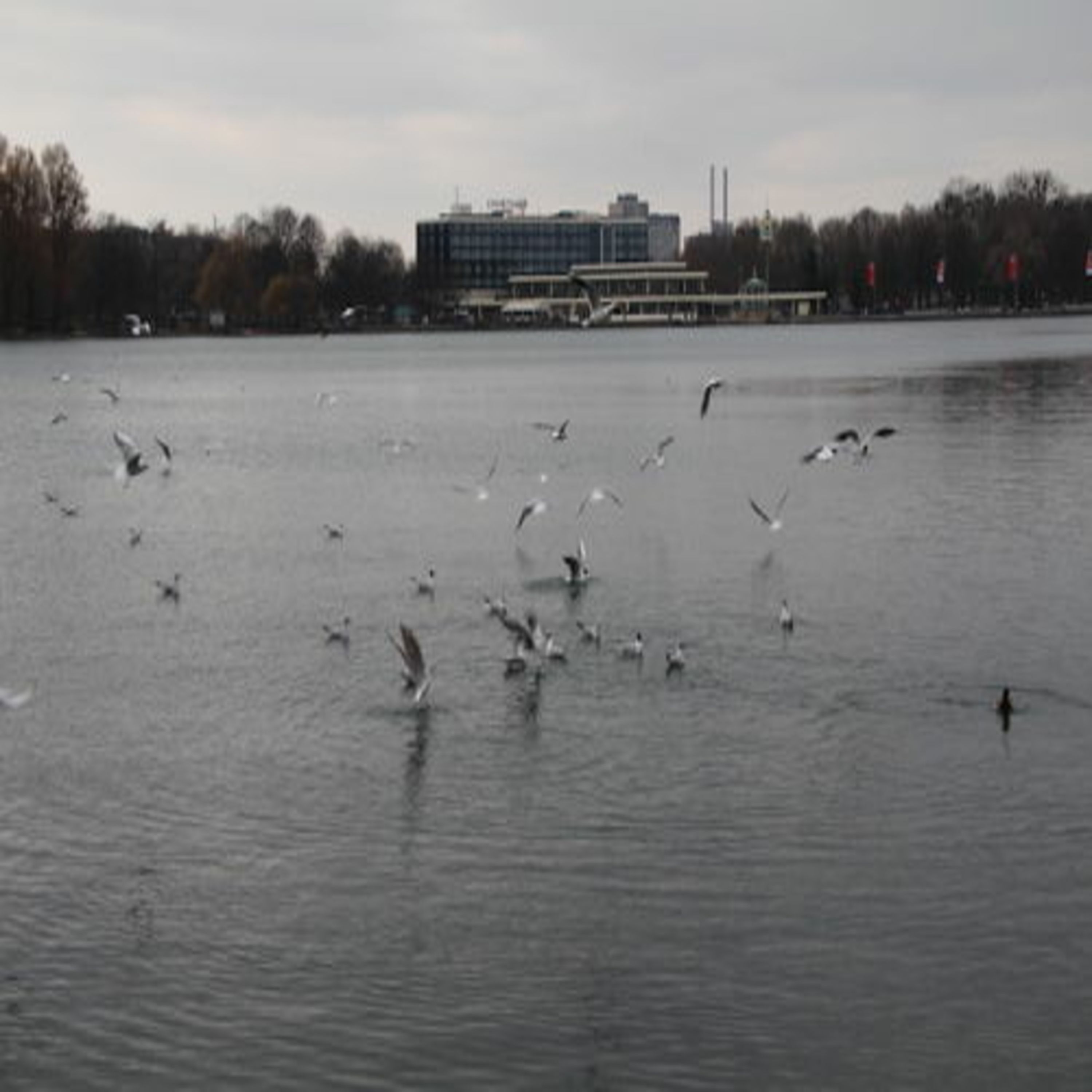 Un cuerpo de agua con aves volando y un edificio al fondo.