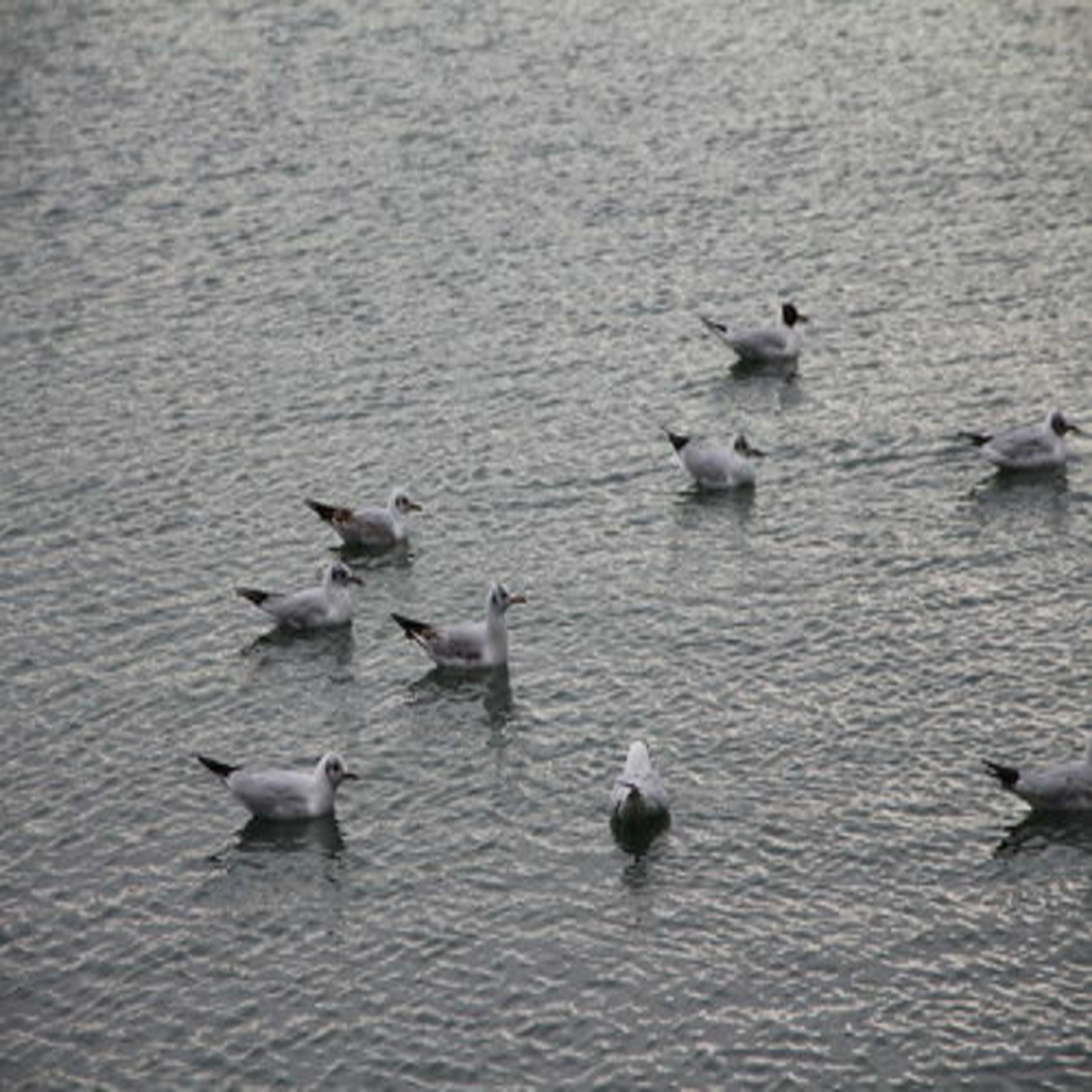 Un grupo de gaviotas nadando en el agua.