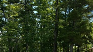 A clear stream with red Adirondack chairs arranged around a stone fire pit in a forested area. - AMAZING WATERFRONT SUNSETS ! (Ossipee)
