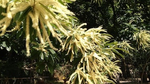 Un jardin où l’on trouve diverses plantes et arbres, dont un arbre remarquable orné de fleurs jaunes pendantes.