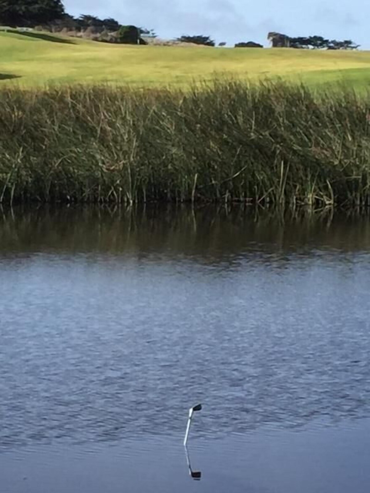 Photo 15 of Birdies, Beaches and Butterflies in Pacific Grove! Pet Friendly-Premier location