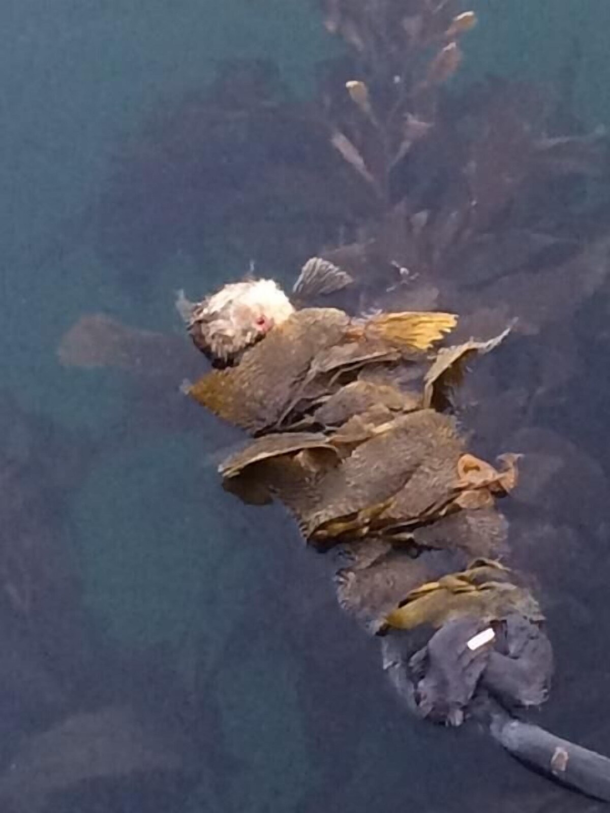 Photo 19 of Birdies, Beaches and Butterflies in Pacific Grove! Pet Friendly-Premier location
