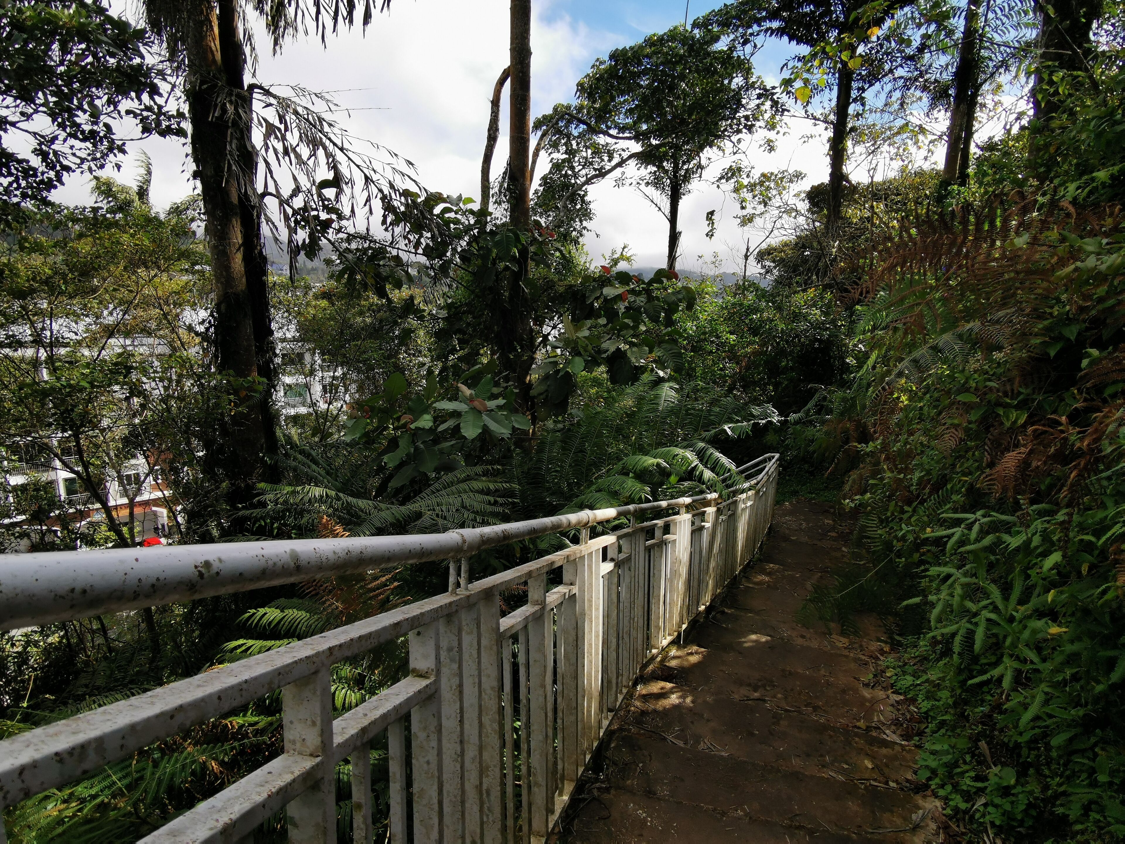 A concrete pathway with a metal railing, surrounded by dense foliage and trees.