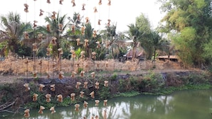 A serene outdoor area with a pond, surrounded by lush greenery and palm trees. - Chainam Resort (Chaloem Phra Kiat)