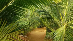 Un sendero bordeado por densas palmeras.