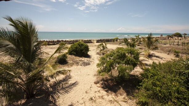 Vista de una playa con palmeras y cielo despejado.