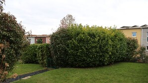 A residential area with a well-maintained lawn, a dense hedge, and a gravel path.