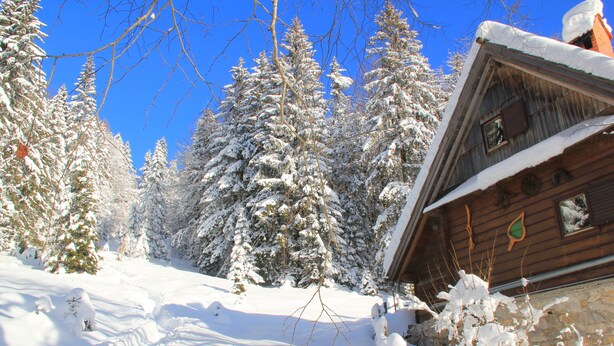 Eine Holzhütte, umgeben von schneebedeckten Bäumen.
