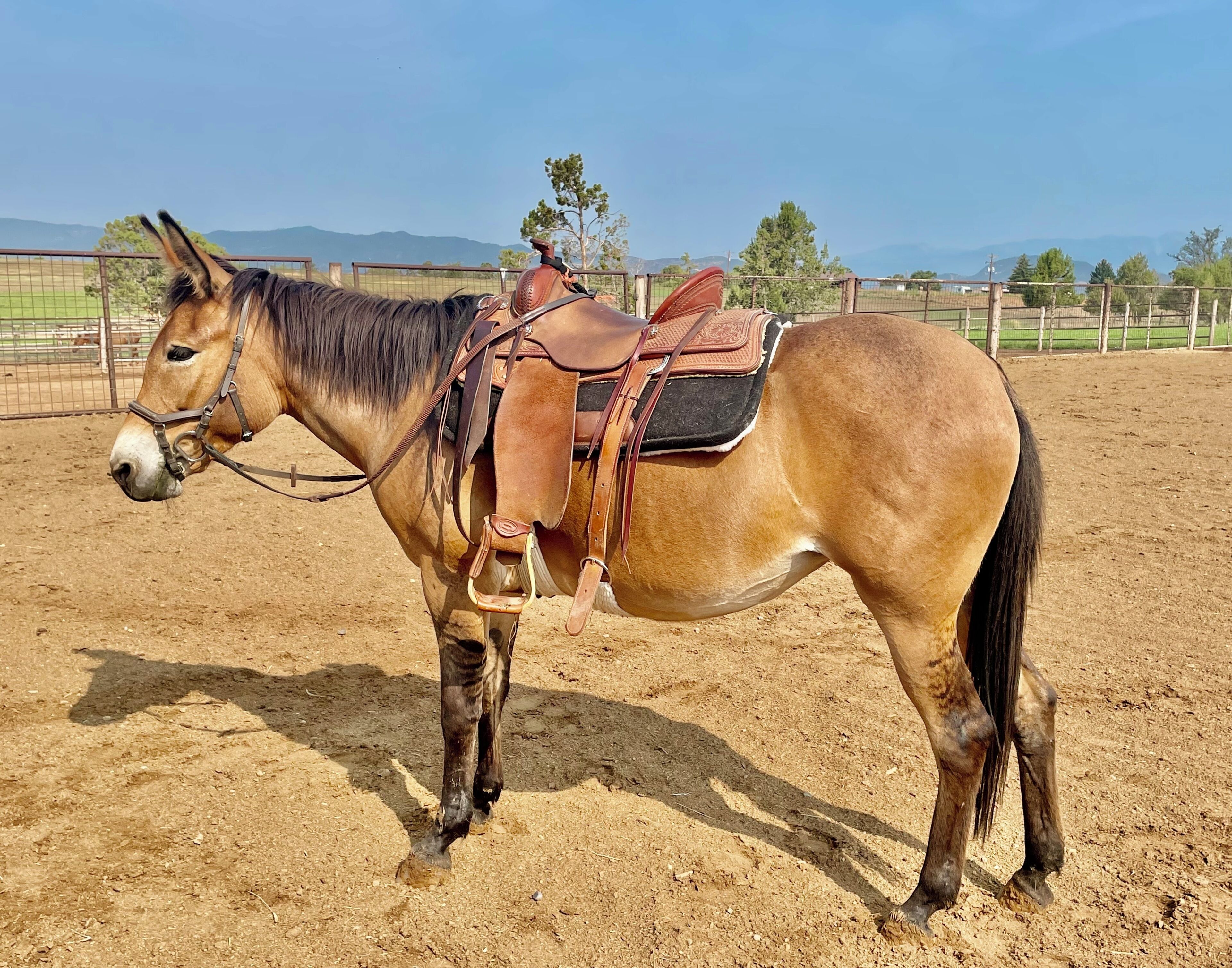 This is my current mule Mango!