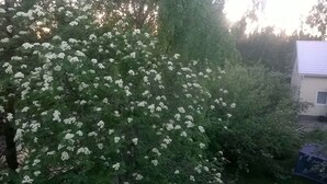 Uma árvore com flores brancas e um edifício ao fundo.
