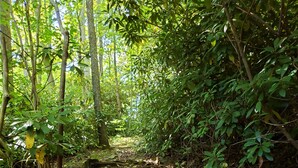 A forested path with wooden steps leading through dense foliage. - Private Cabin with Lake & Mountain Views on 10 Acres - Near Resorts - Book Now! (Champion)