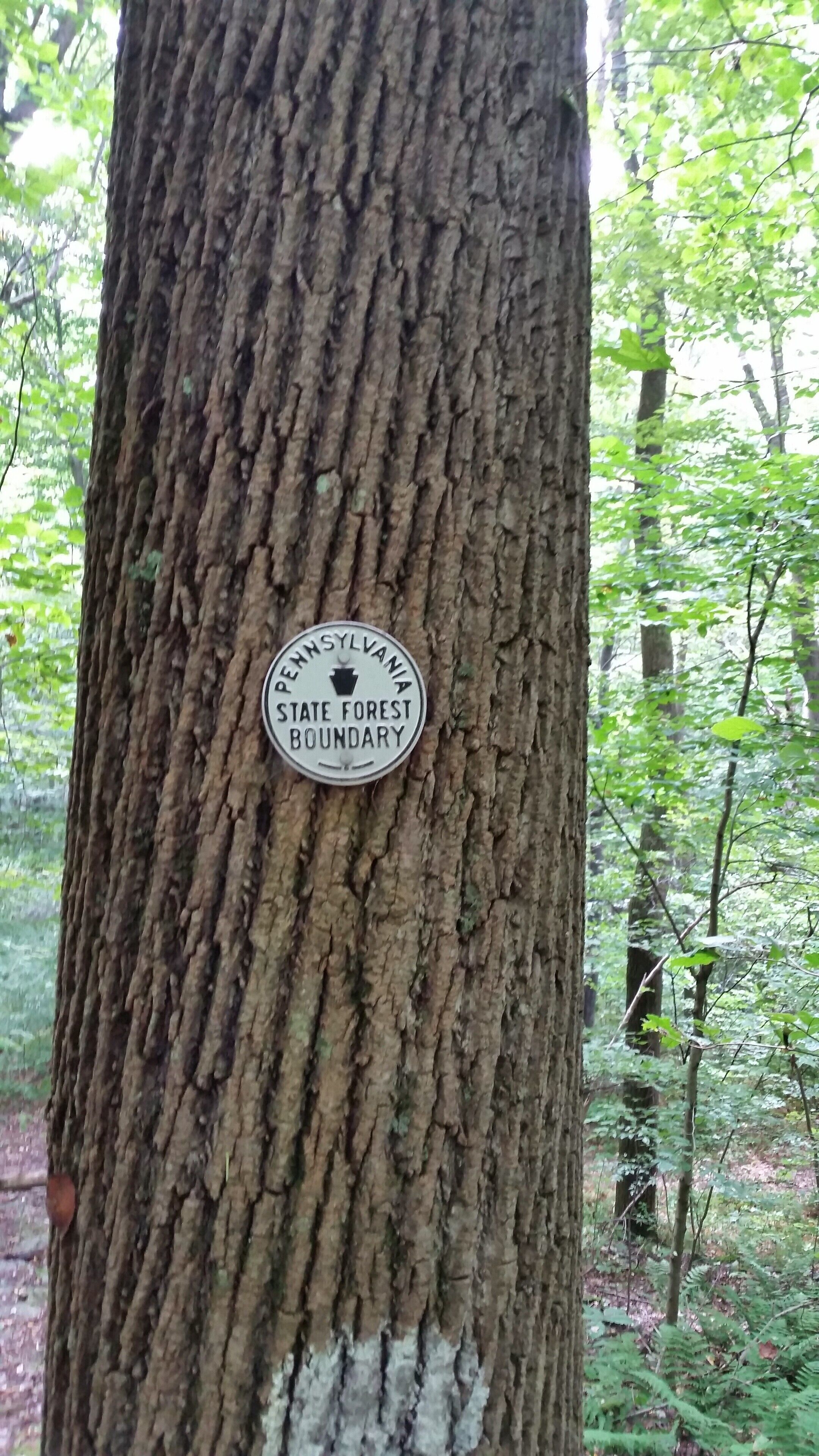 Un arbre sur lequel est fixée une plaque circulaire indiquant la limite d’une forêt domaniale.