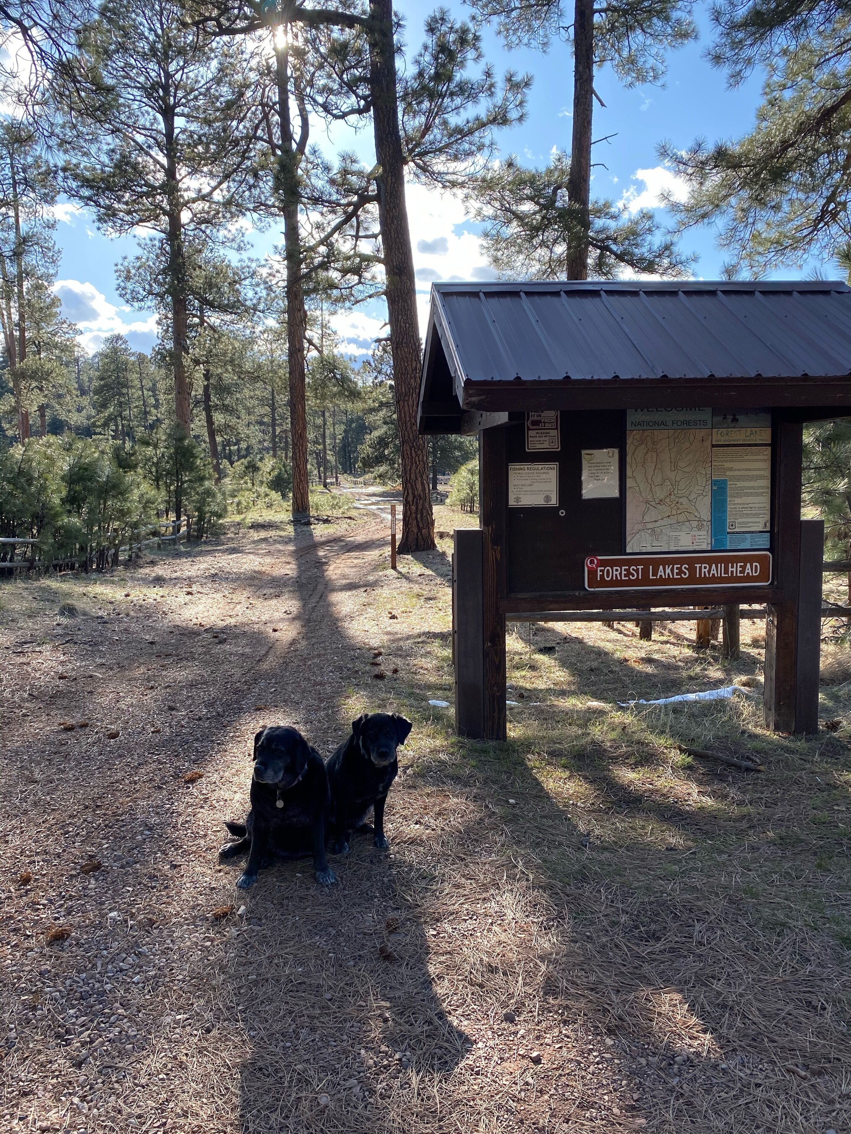 Comienzo del sendero Forest Lakes, con un refugio de madera, carteles informativos y dos perros sentados en el suelo.