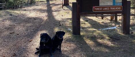 Comienzo del sendero Forest Lakes, con un refugio de madera, carteles informativos y dos perros sentados en el suelo.