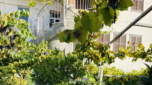 An outdoor dining table with various dishes, including fruits, vegetables, and condiments, set against a backdrop of greenery and a building. - Denis Guest House (Gjirokastër)