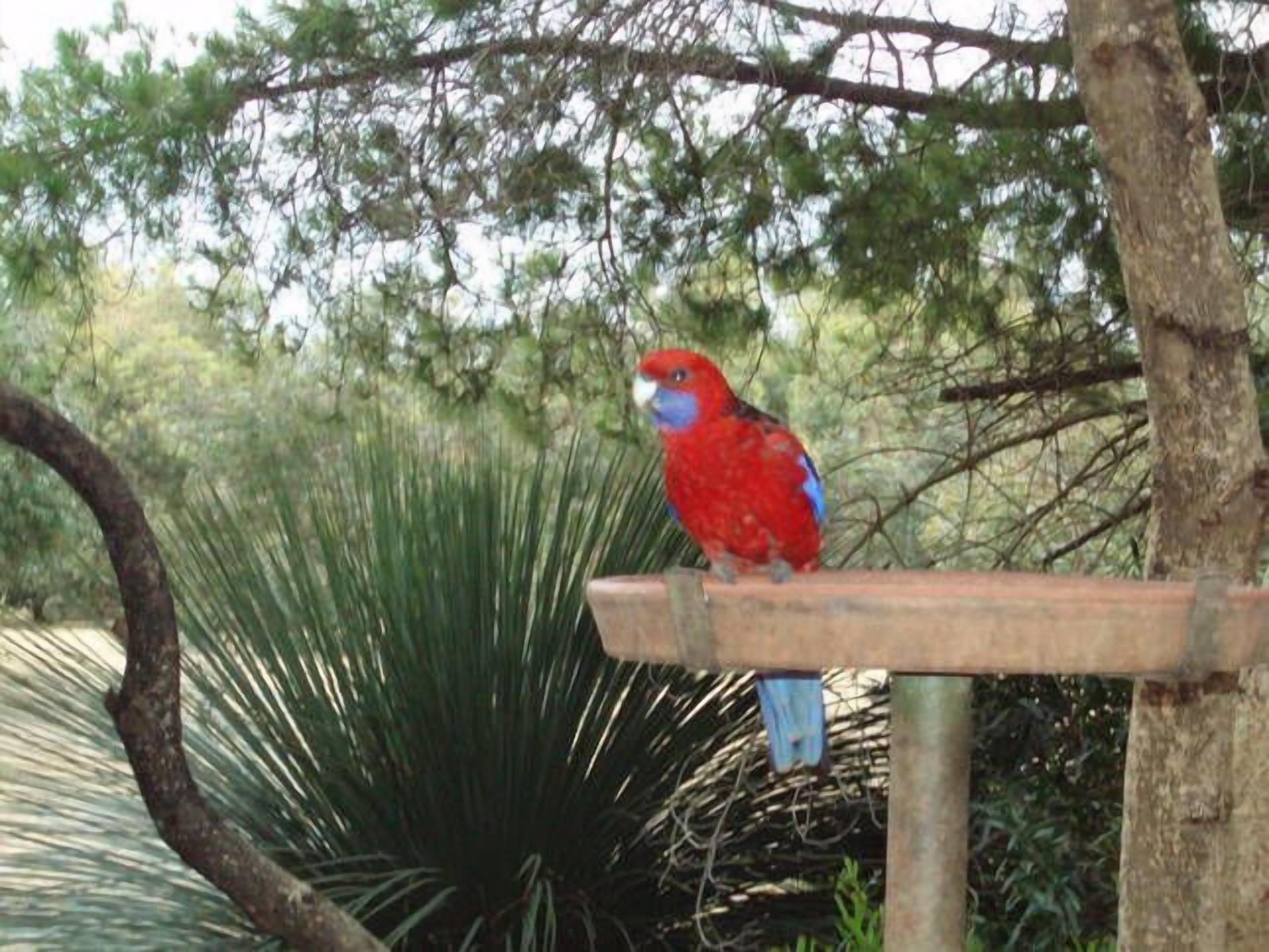 Ein roter und blauer Papagei sitzt auf einer Holzkonstruktion.