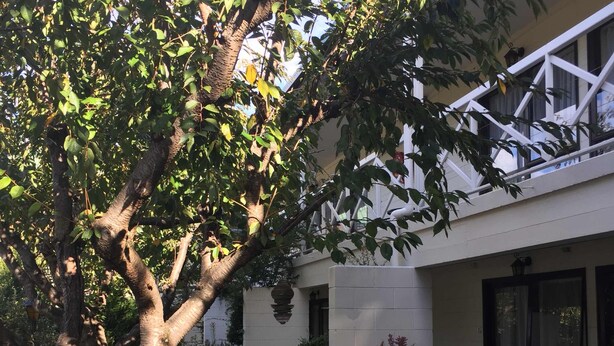 A building with a large tree in the front yard, a white exterior, and a balcony with railings. - Raceway Motel (Christchurch)