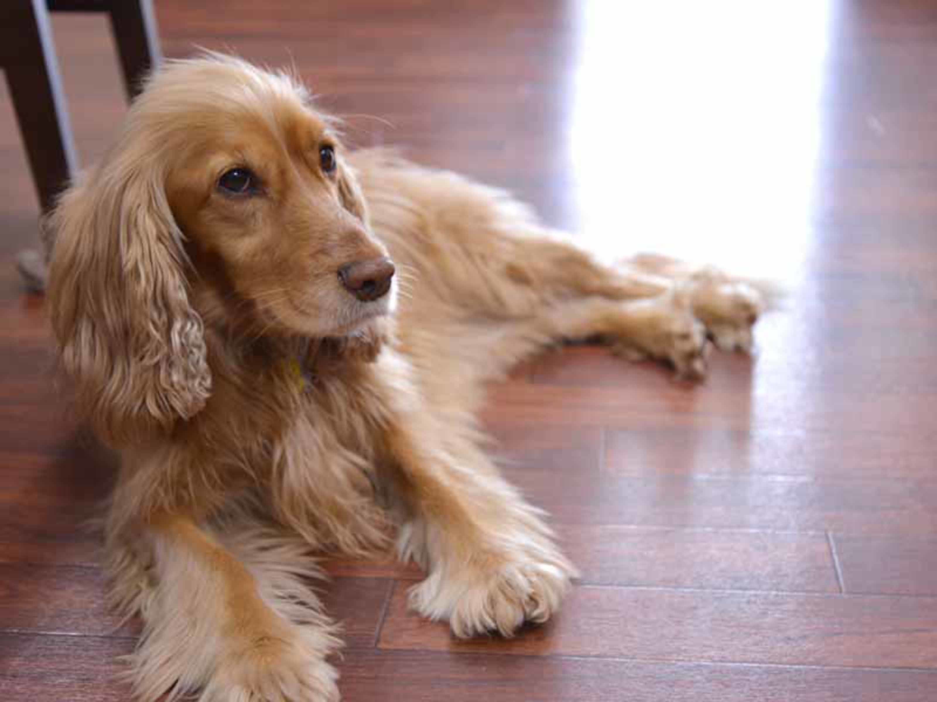 Un chien allongé sur un plancher en bois.