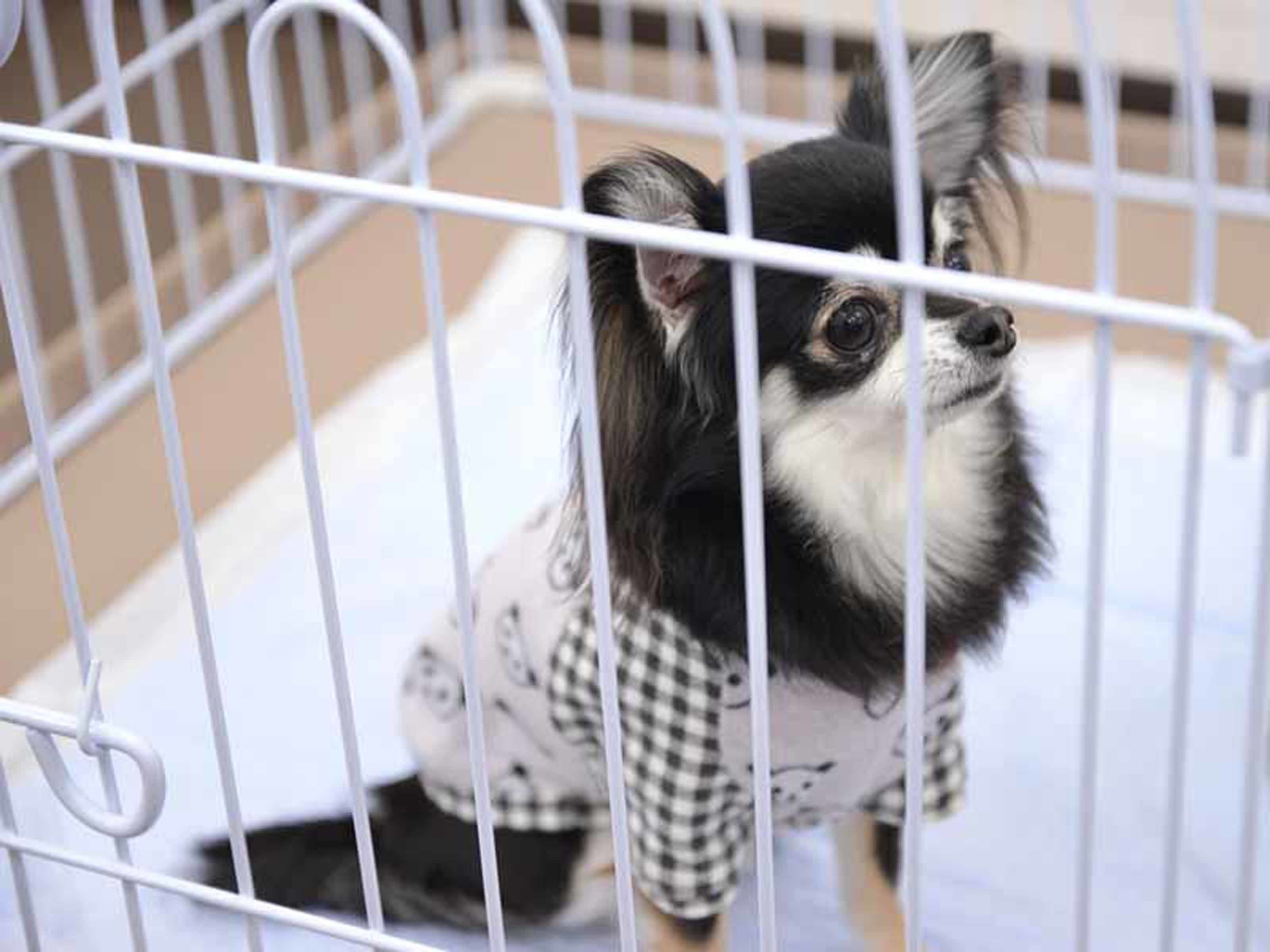 A small dog inside a white metal cage.