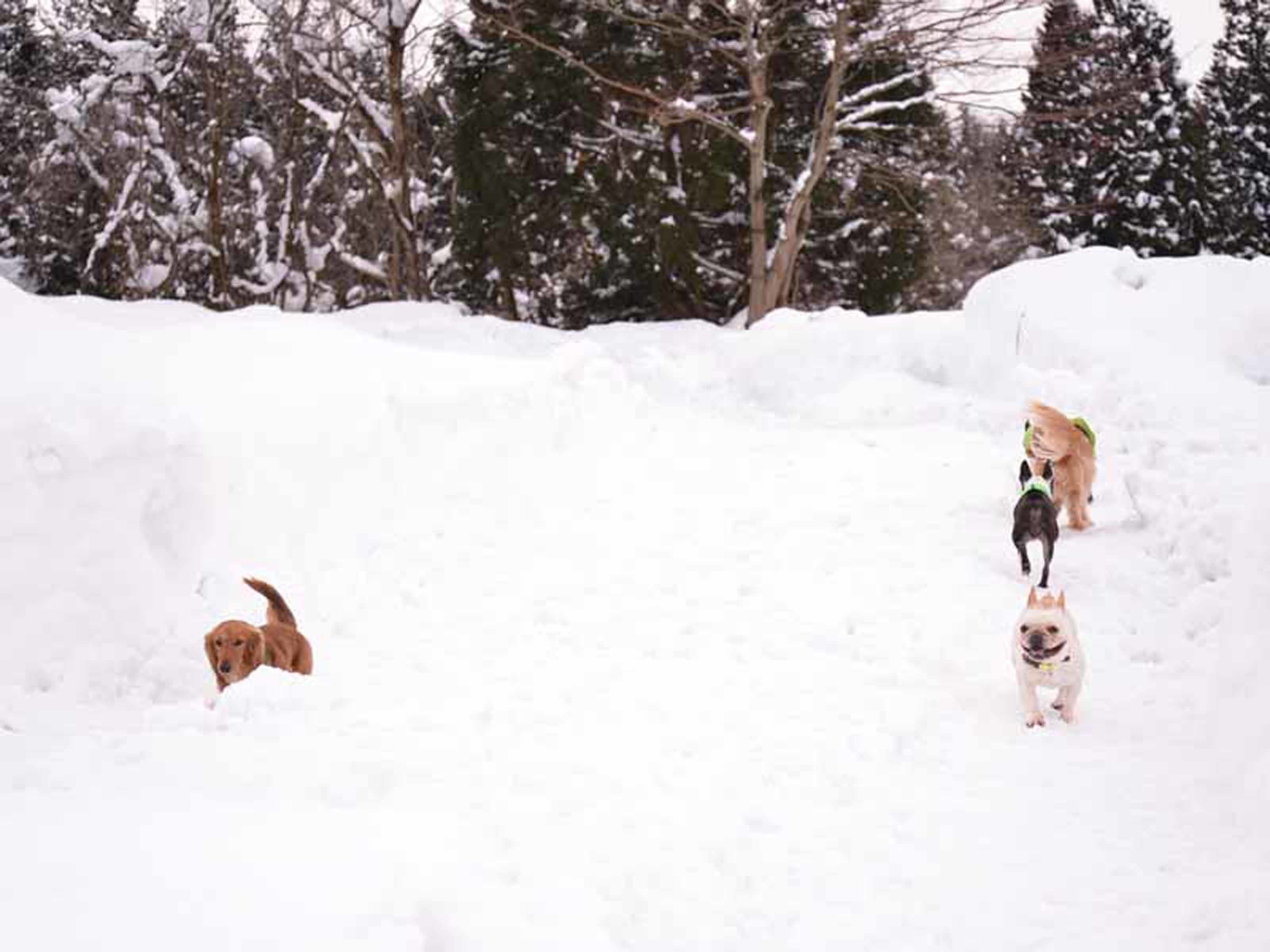 Three dogs in a snowy outdoor setting.