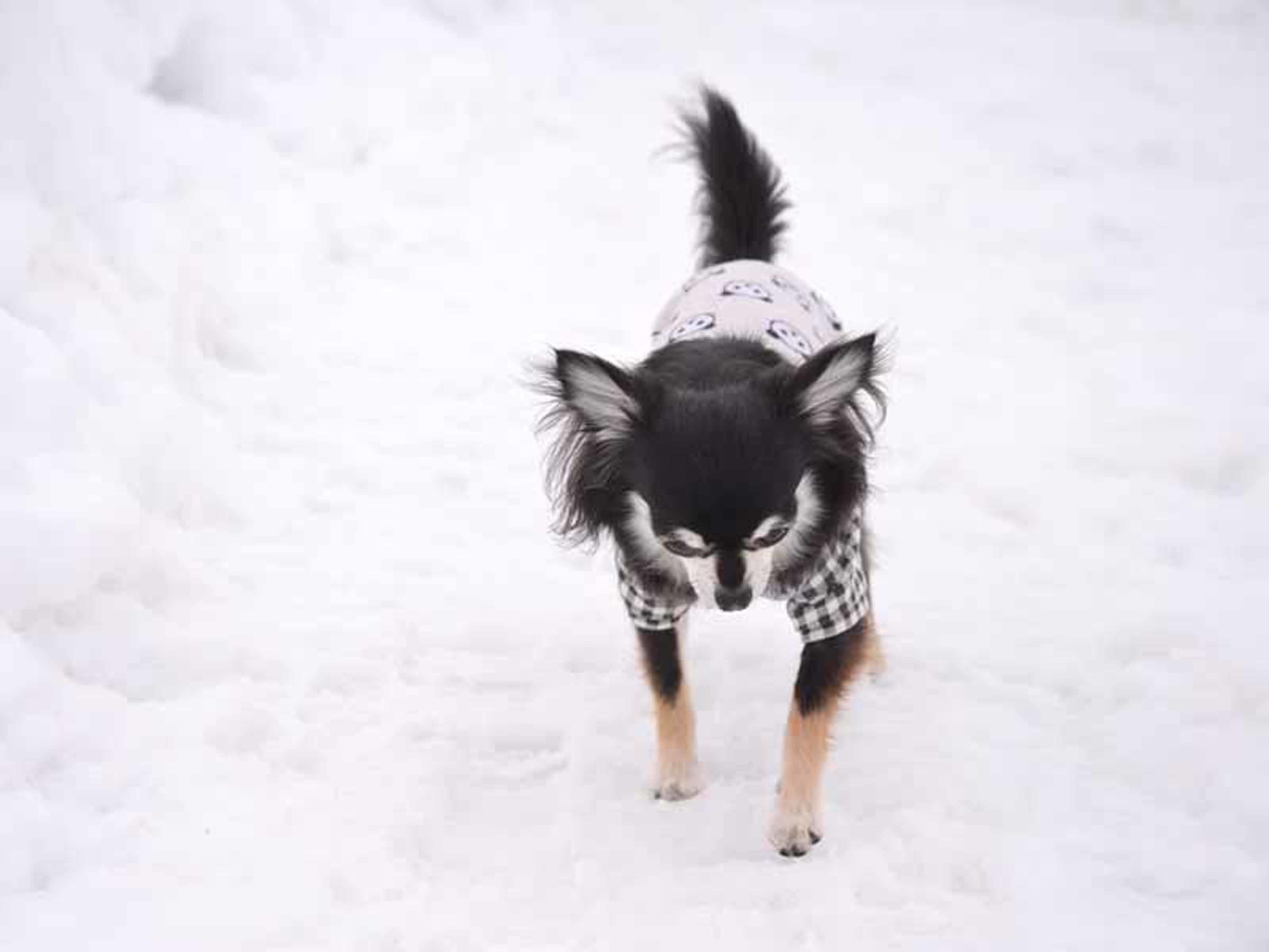A small dog in a snowy environment.