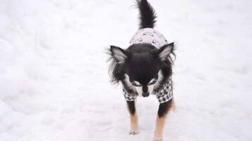 A small dog in a snowy environment.
