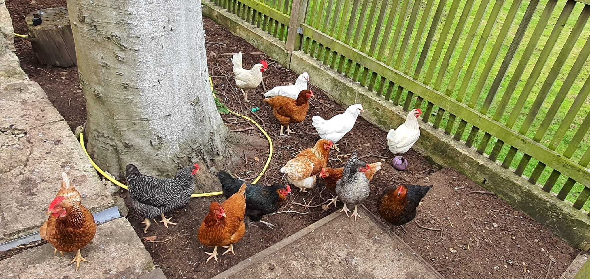 A group of chickens gathered around a tree and a fence.