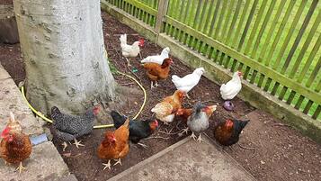 A group of chickens gathered around a tree and a fence.