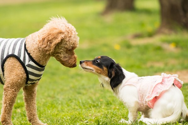 Two dogs on a grassy field. - Pension Eden (Naganohara)