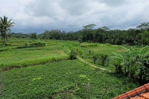 A lush green landscape with terraced fields and a path leading through it.
