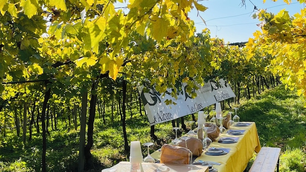 A vineyard setting with a long table set for a meal, surrounded by grapevines and a sign reading "Le Albare".