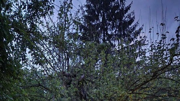 A rustic lodge with stone walls and a wooden deck, surrounded by dense forest. - Little River Guest House (Gabrovo)