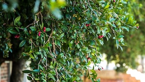 A tree with green leaves and red berries in a garden setting. - Village Lodge Paarl (Paarl)