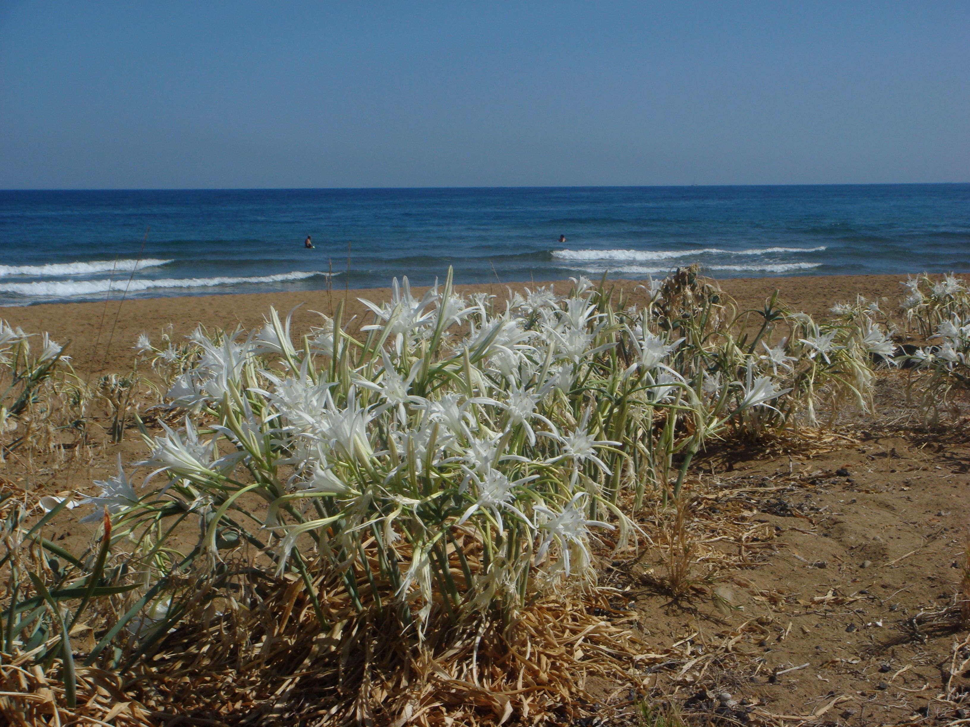 Uma praia com flores brancas e o oceano ao fundo.