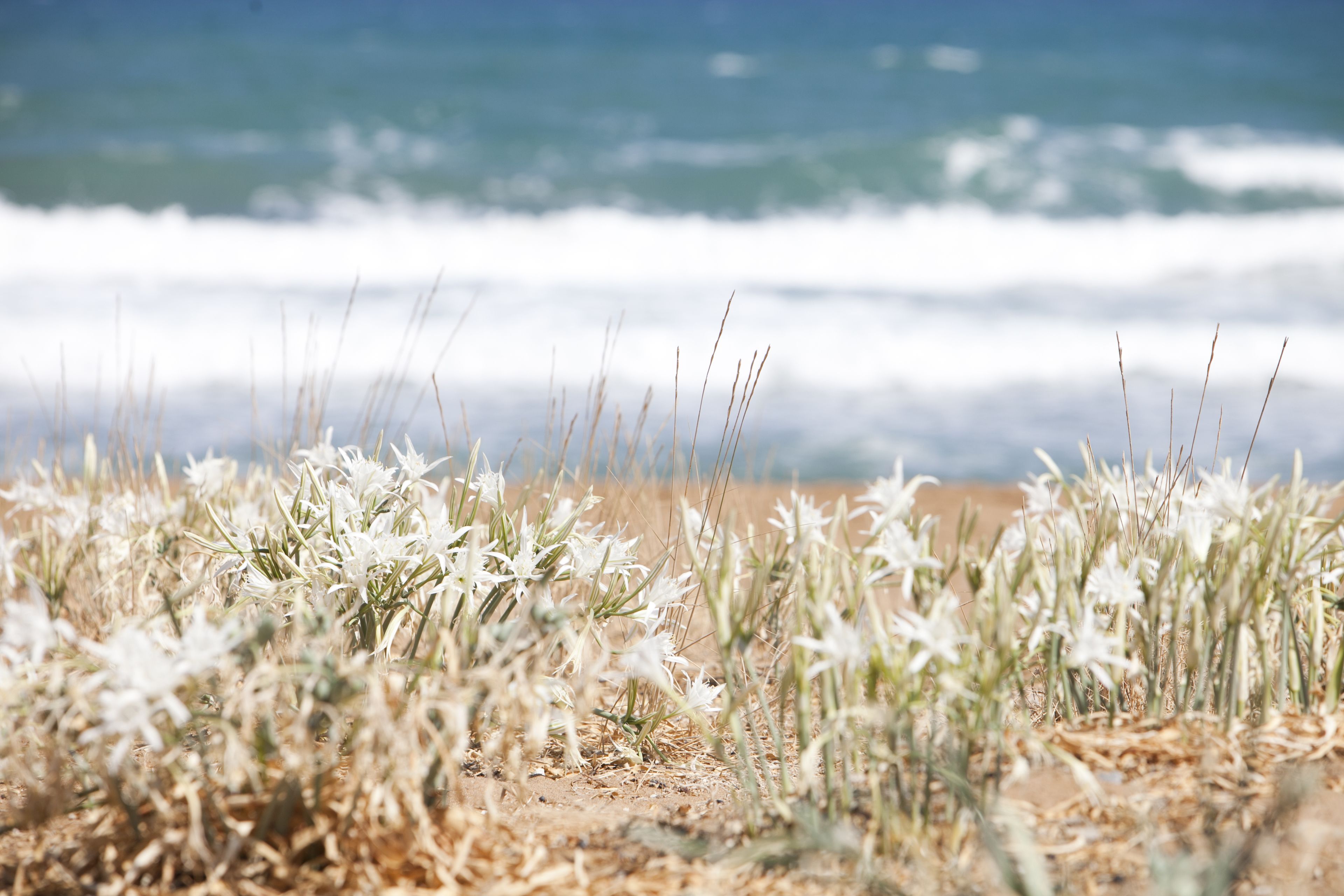Strand