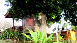 Una casa de madera rústica con un gran árbol en el jardín delantero, una maceta colgante y una pequeña estructura de madera al fondo.