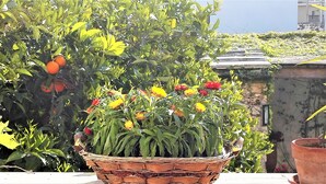A wicker basket filled with various plants and flowers, placed on a ledge with a stone wall and a building in the background. - Antico Camino (Muro Leccese)