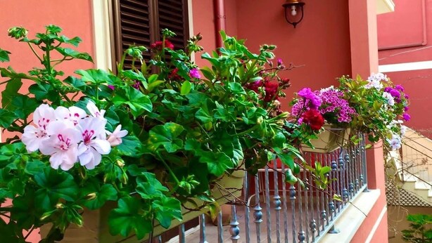 Uma varanda com vasos de plantas e flores, guarda-corpo de metal e um edifício com fachada e venezianas vermelhas.