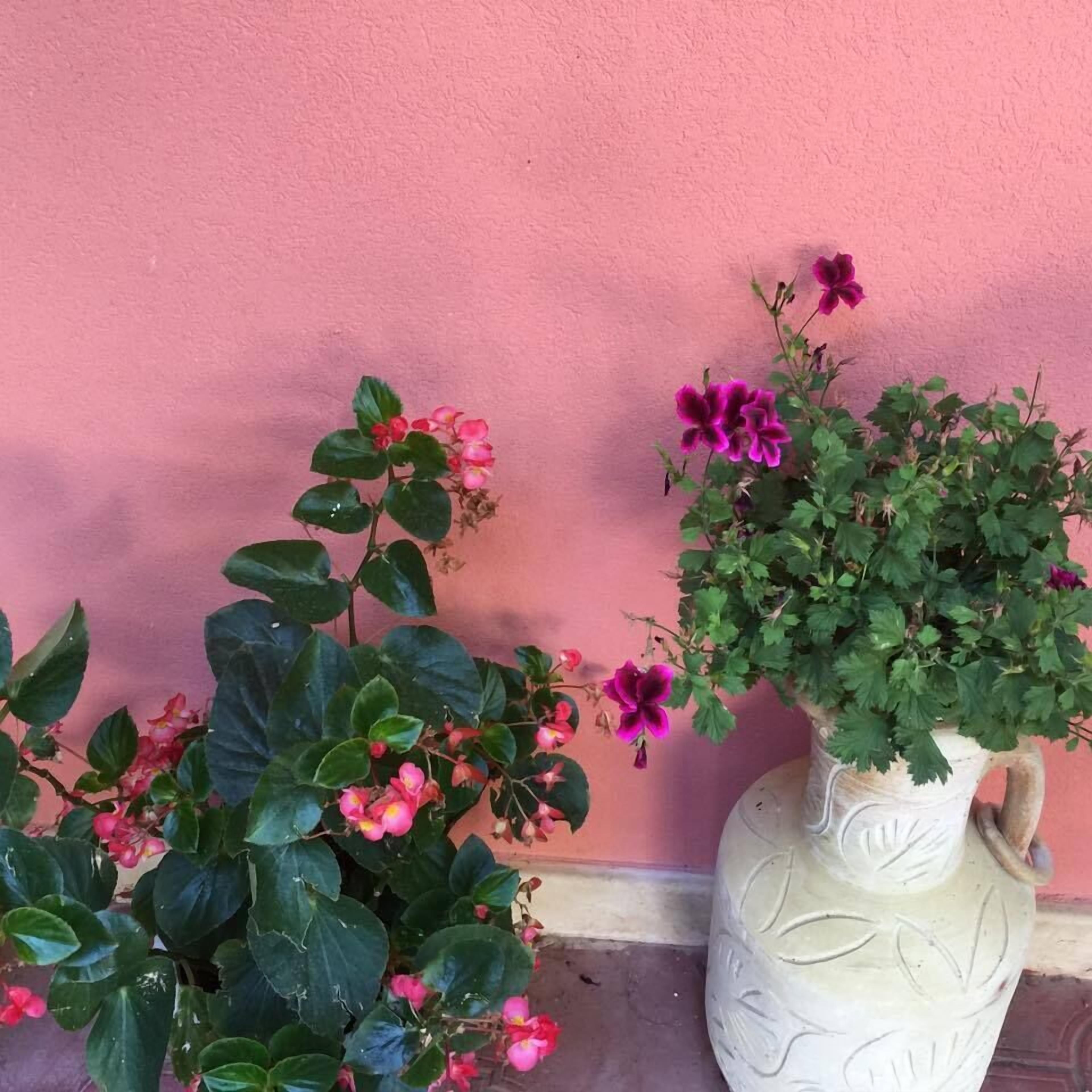 A potted plant with pink flowers next to a pink wall.