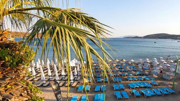 Une plage bordée de rangées de chaises longues bleues et de parasols blancs, avec des palmiers, et une vue sur la mer et les collines en arrière-plan.