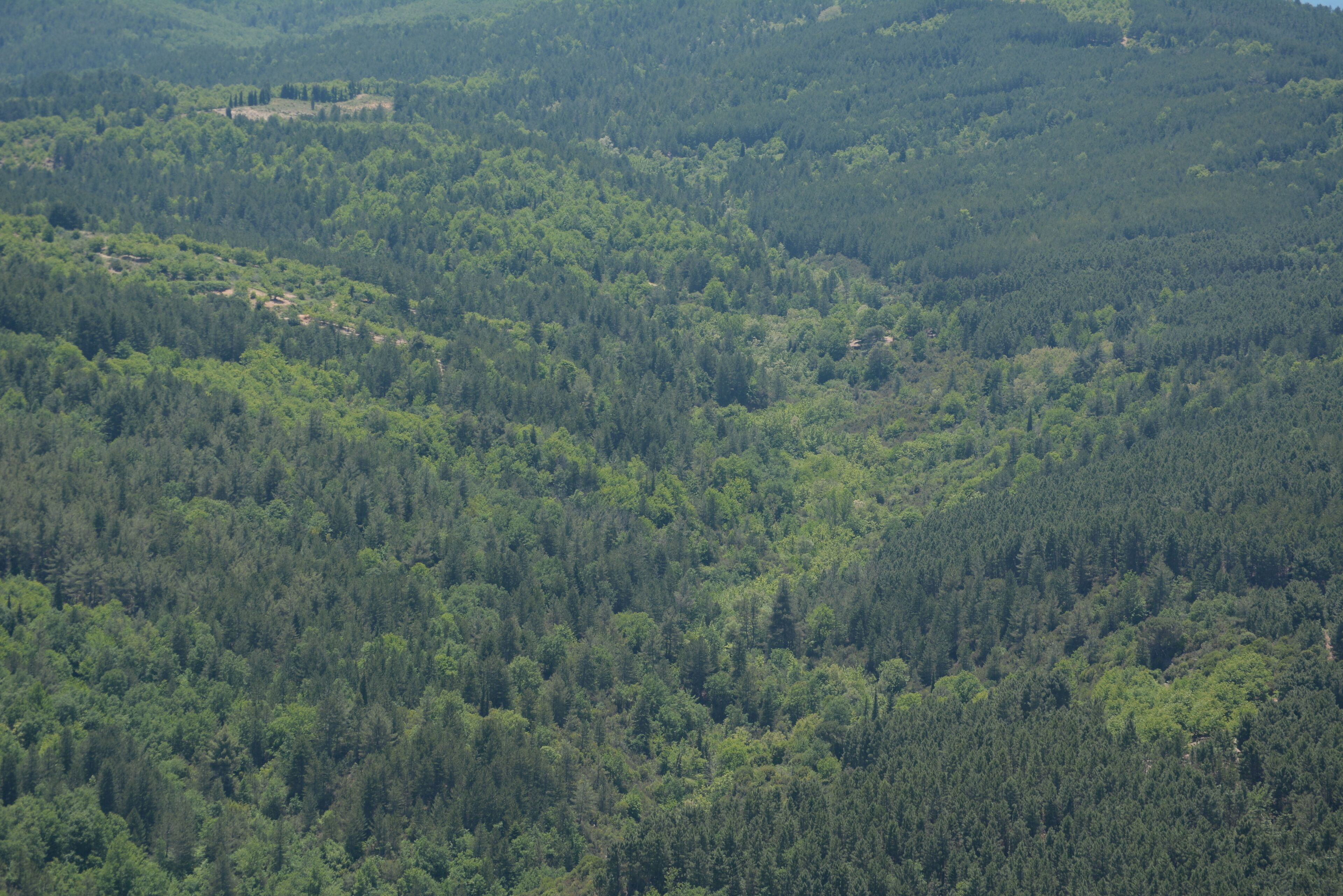 A dense forested landscape with rolling hills.