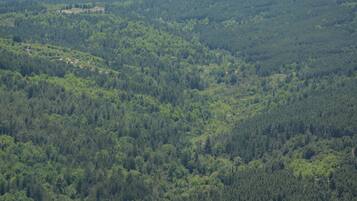 A dense forested landscape with rolling hills.