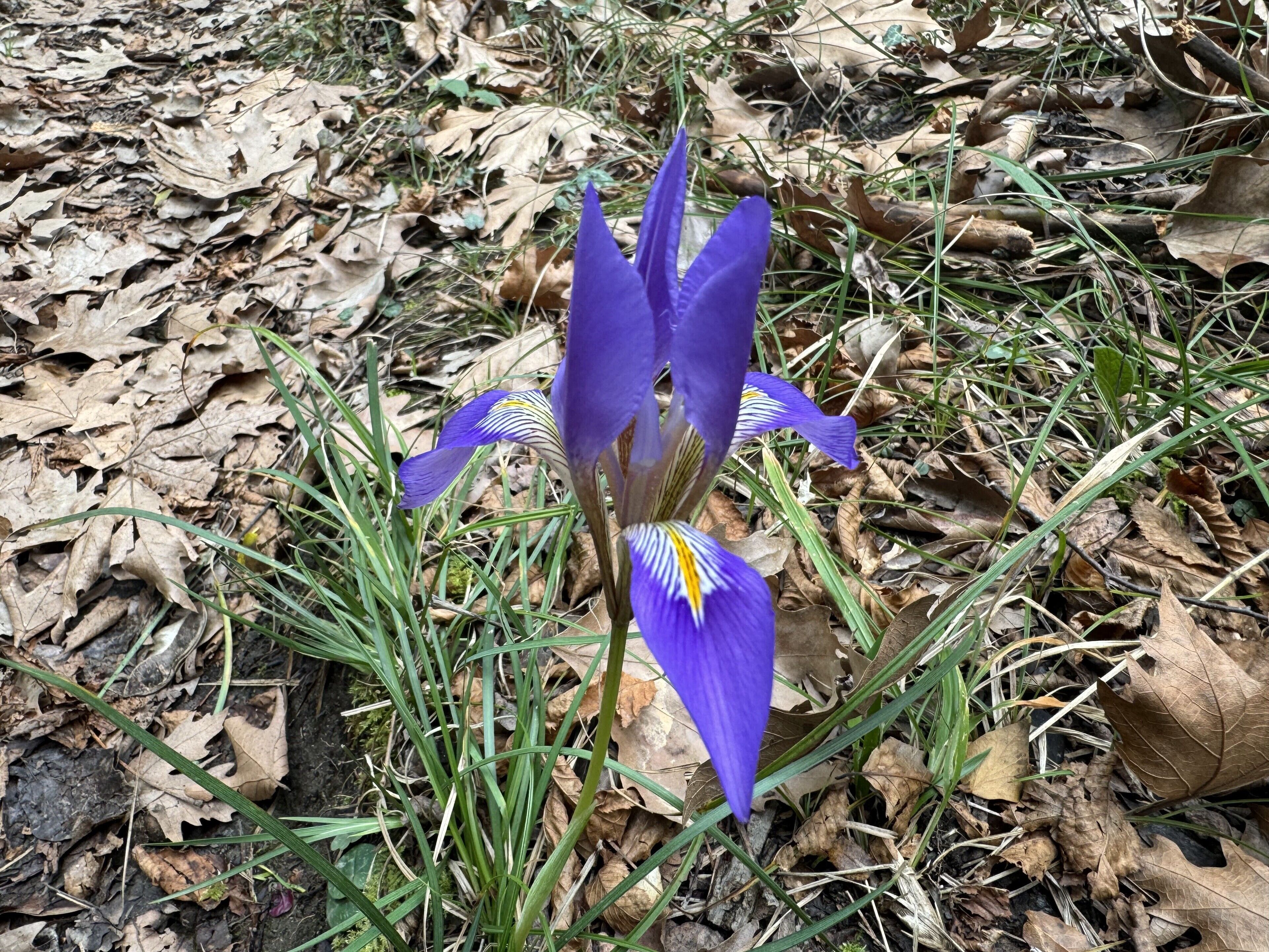 A single purple iris flower surrounded by dry leaves and green grass.