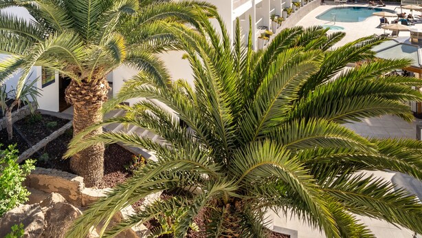 Un hôtel à plusieurs étages doté de balcons, d’une piscine et de palmiers.