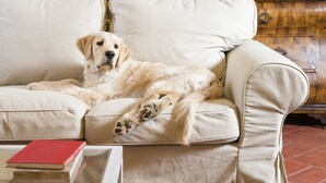 A dog lying on a beige sofa in a room with a wooden bookshelf in the background. - Fattoria Pian di Rocca (Castiglione della Pescaia)