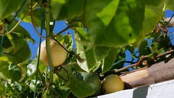 Une vigne aux feuilles vertes et aux fruits, peut-être des raisins, se dressant contre un mur blanc.