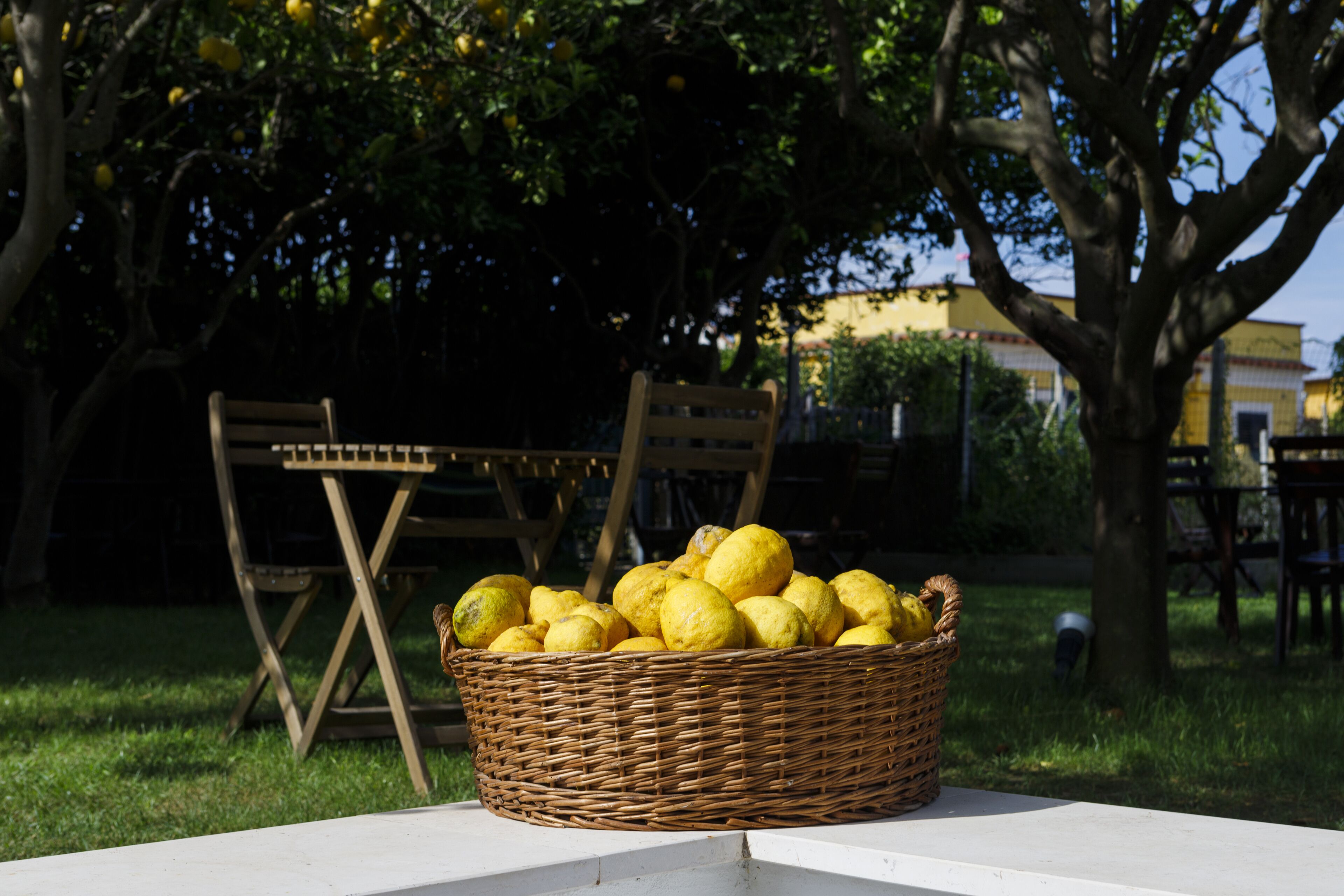 Una cesta de mimbre llena de limones sobre una mesa blanca en un jardín con sillas y árboles.