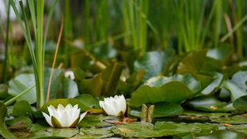 Un nenúfar blanco en un estanque rodeado de hojas de nenúfar verdes.